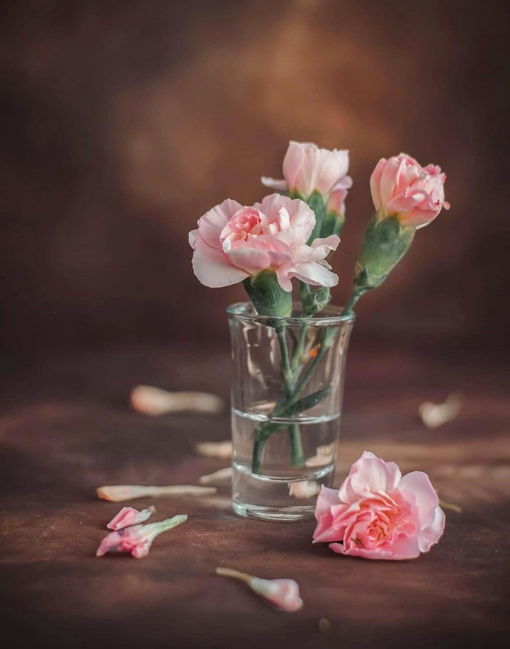 Carnation