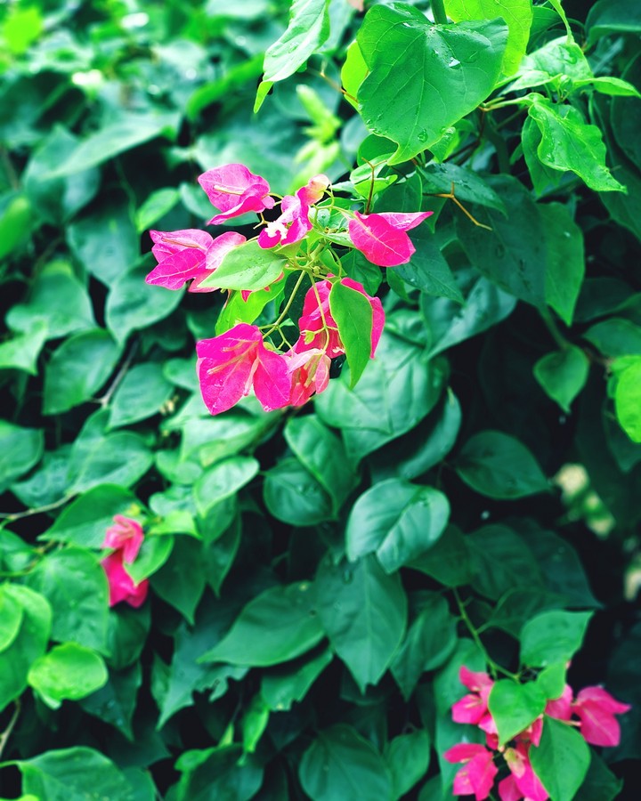 flowers in my garden