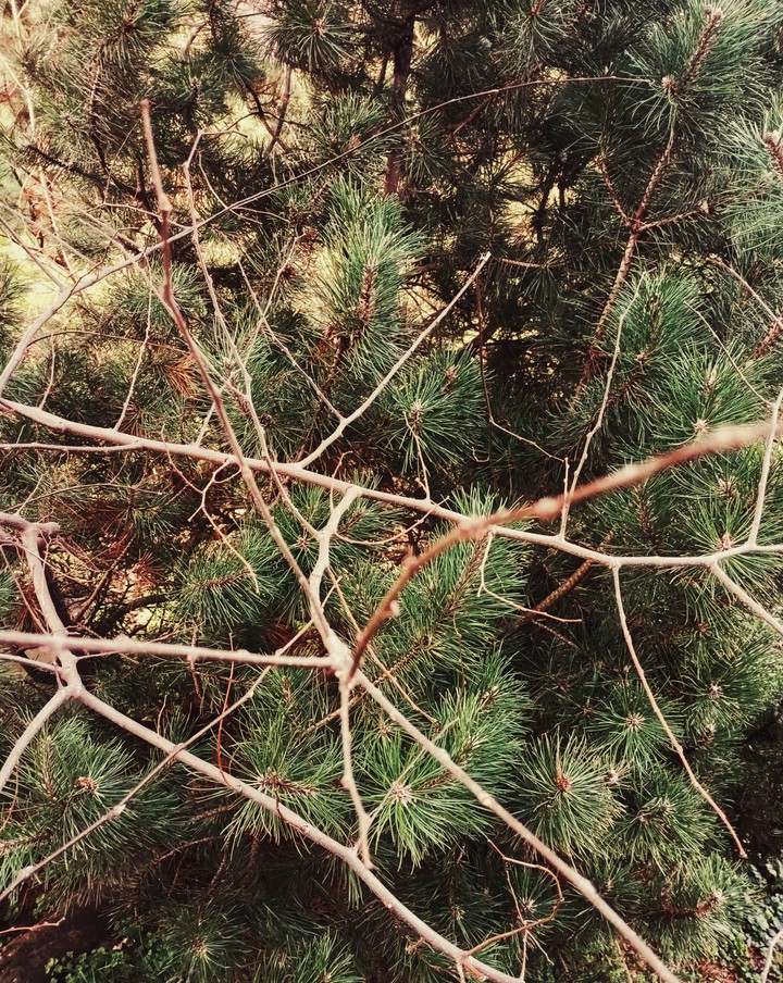 tree
