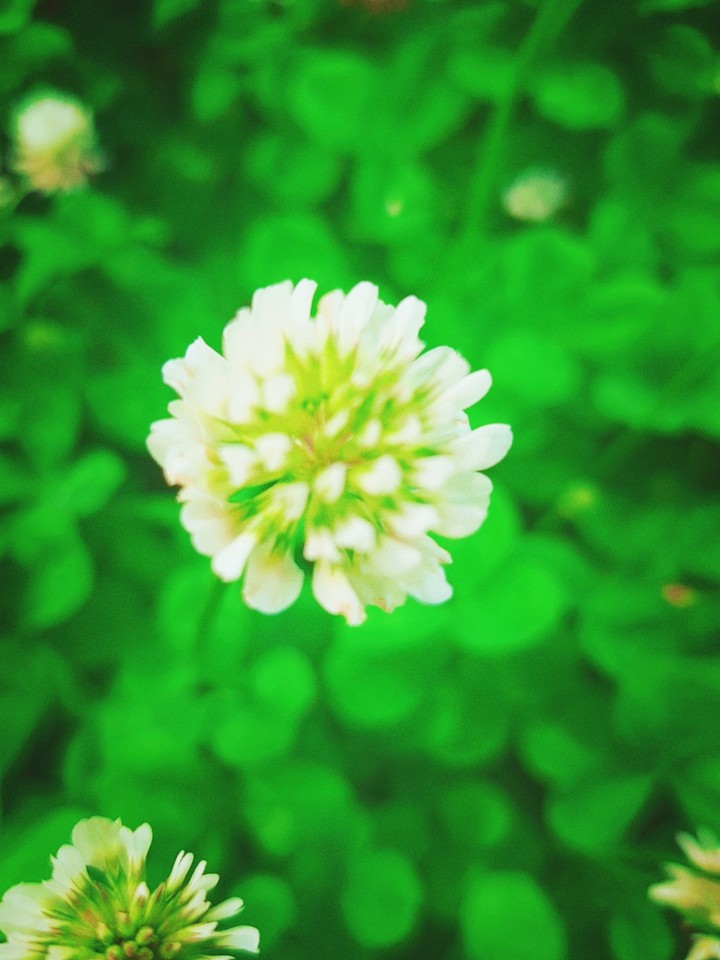 꽃