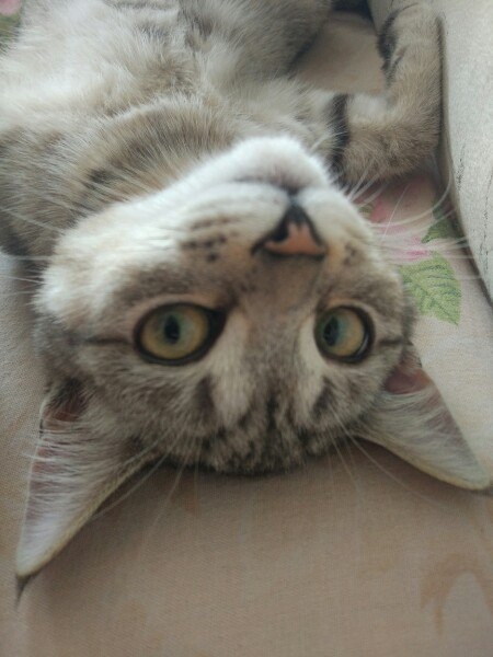 котэ))