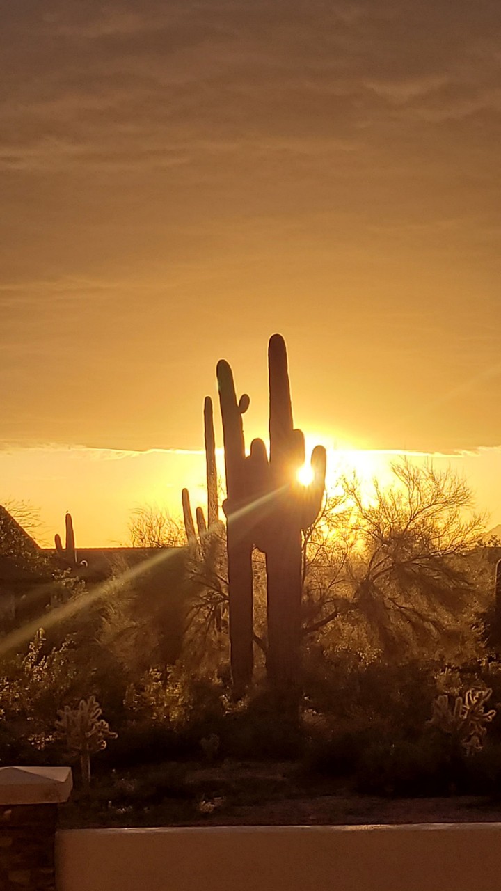 Sunset with cactus