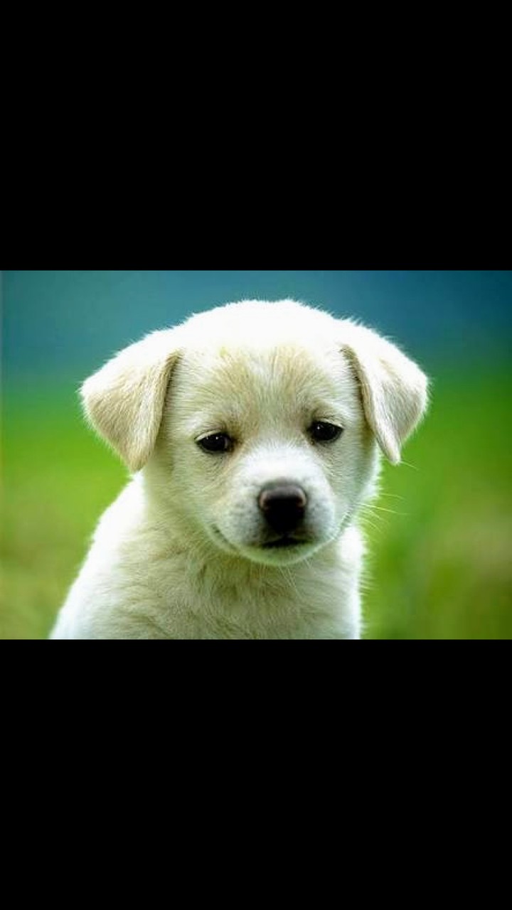 köpek