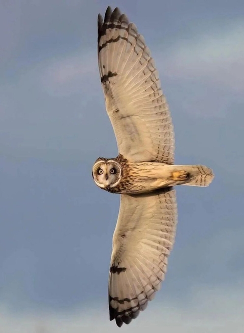 тапети wing, falconiformes