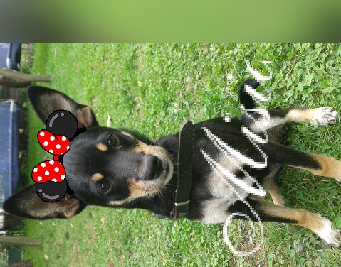 misia