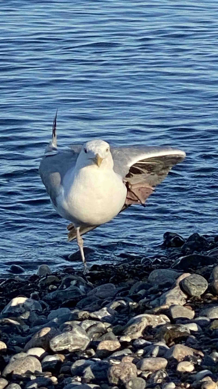 Dancing gull