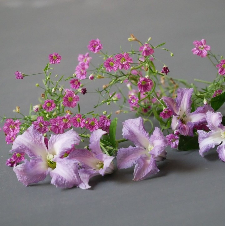 blossom