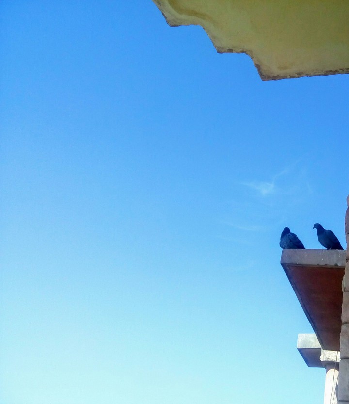Blue sky and Piegon
