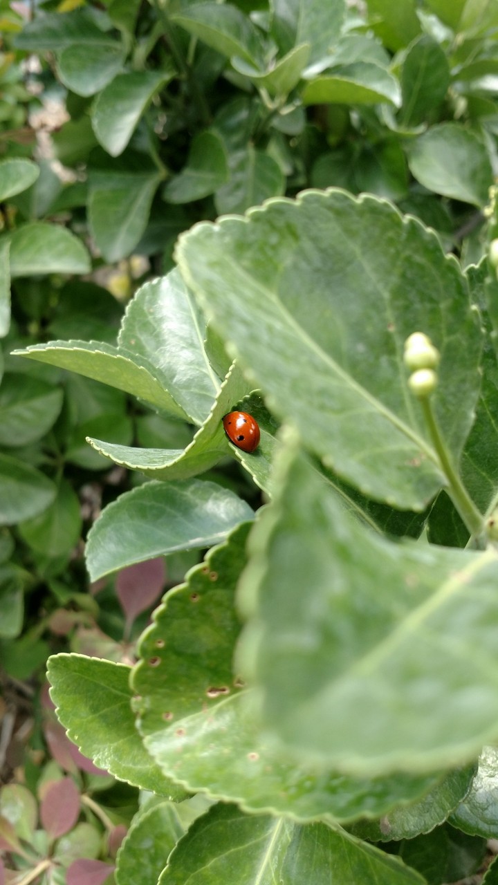 lady bird