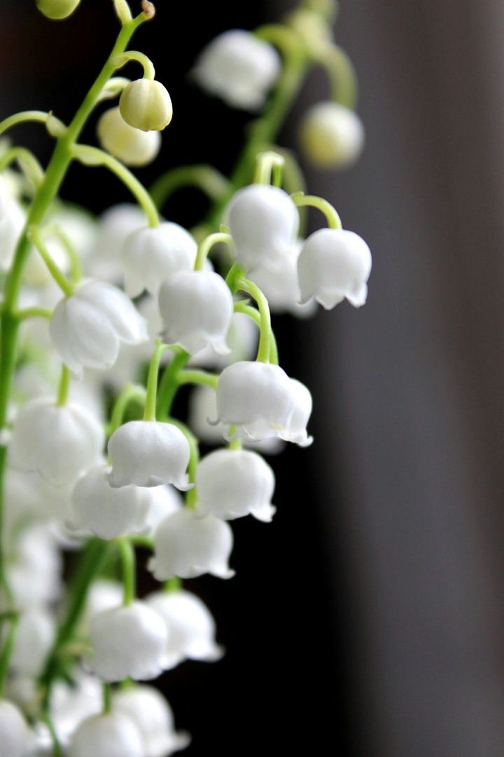 flower цветы весна ландыши