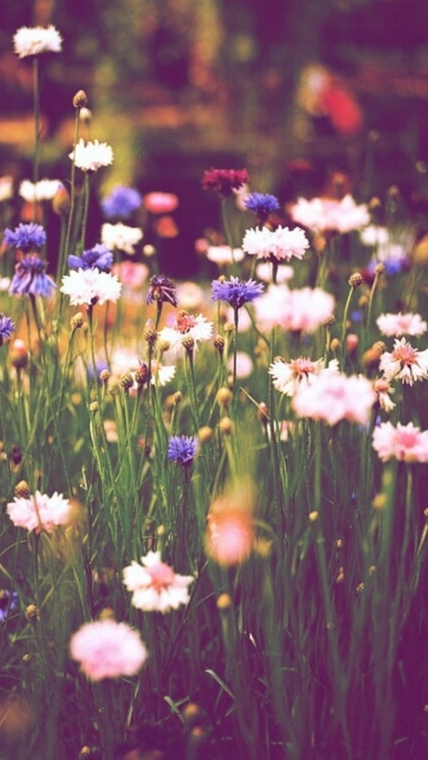 Sunshine with flowers;*