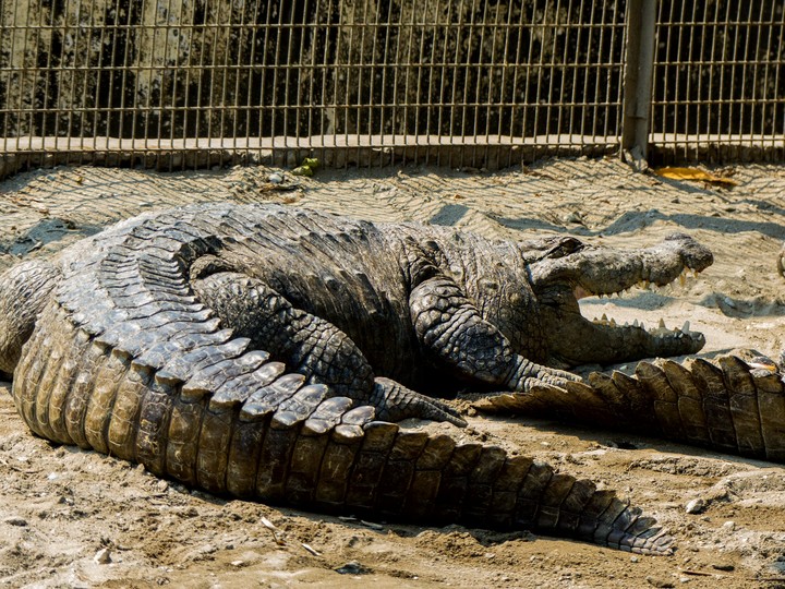 Crocodiles