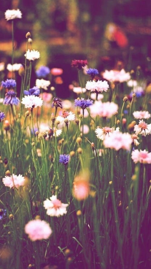 Sunshine with flowers;*