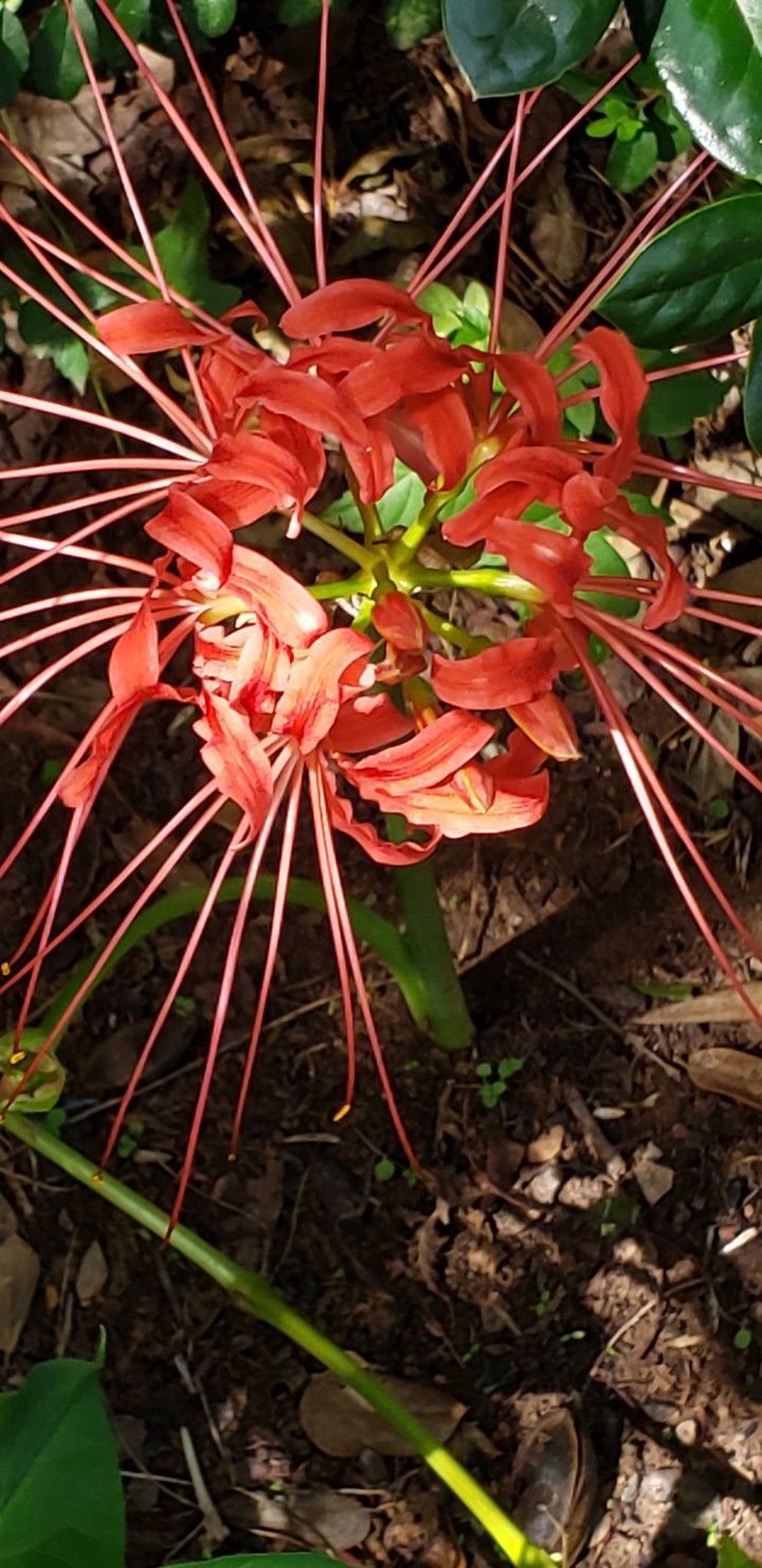 Spider Lily