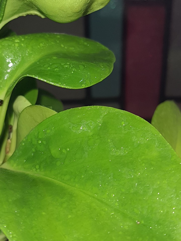 green leaf