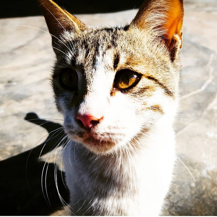 PET