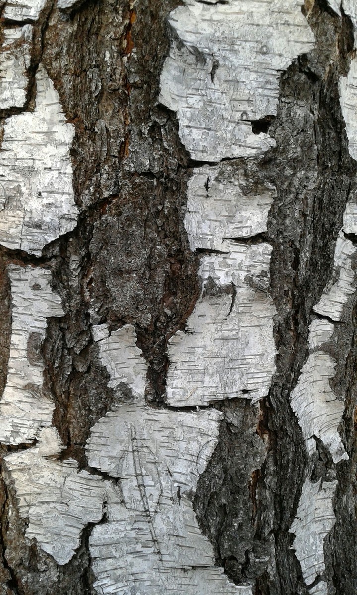 Birch Bark