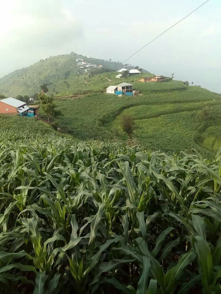 sawat