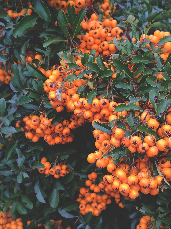 spring