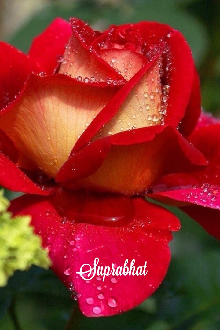 suprabhat