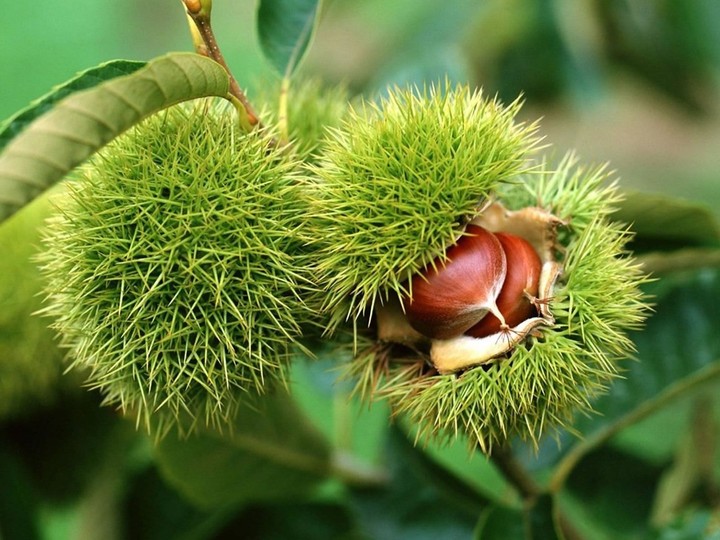 chestnut