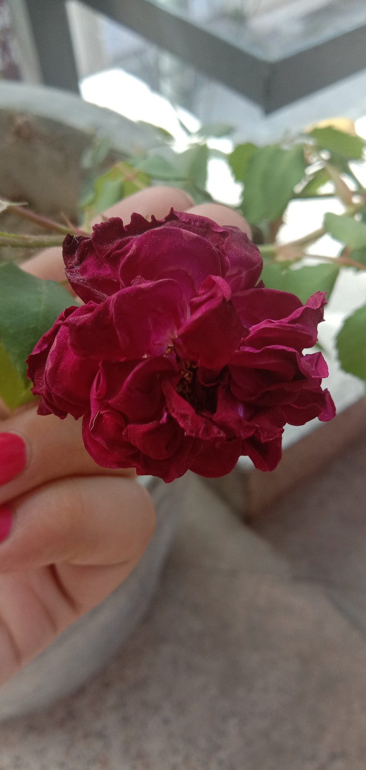 rose