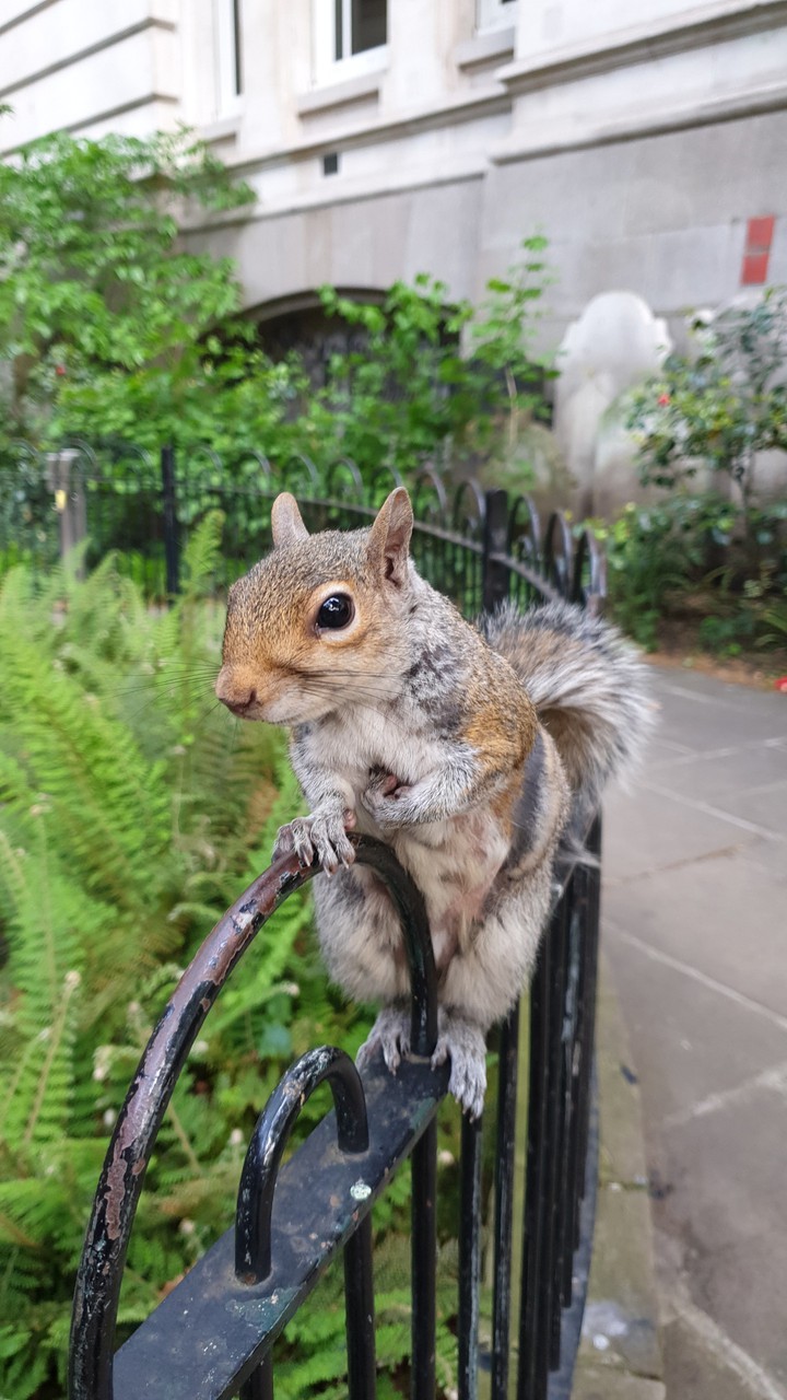 squirrel
