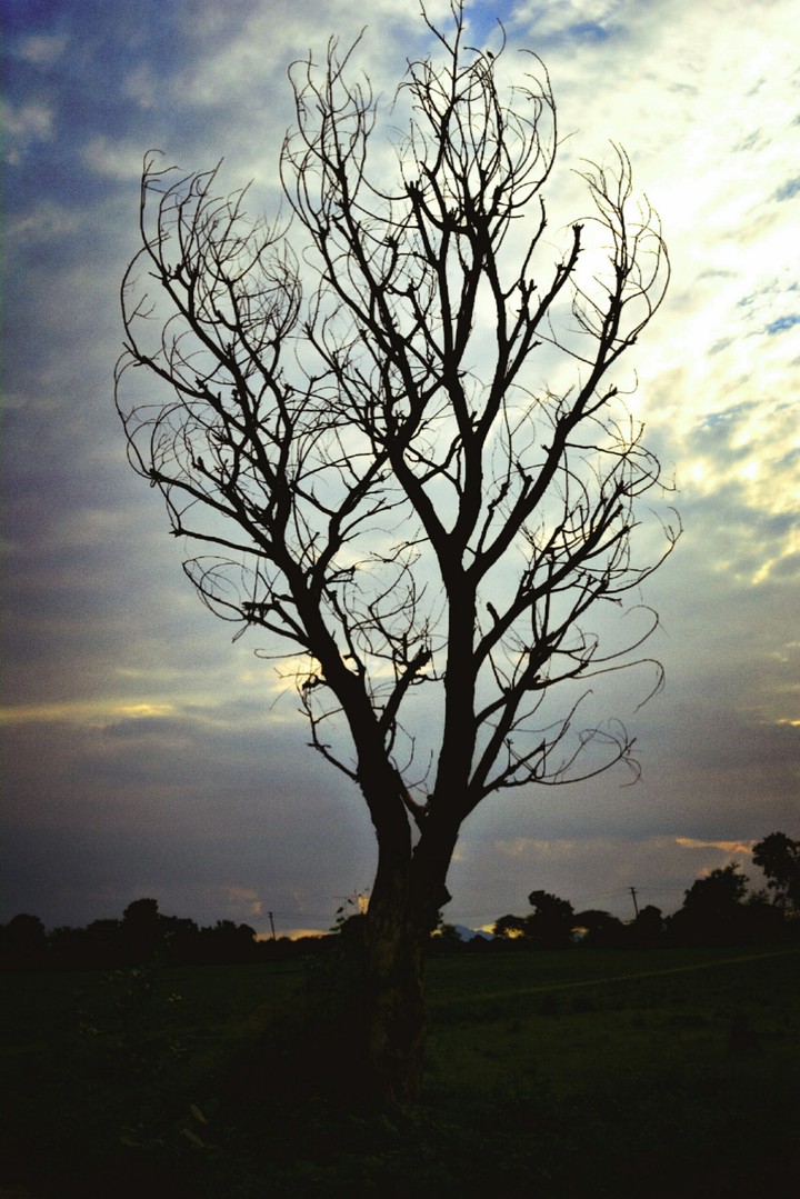 A Single Tree.