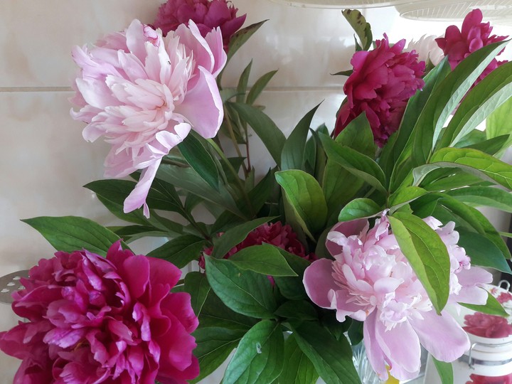 pink flowers