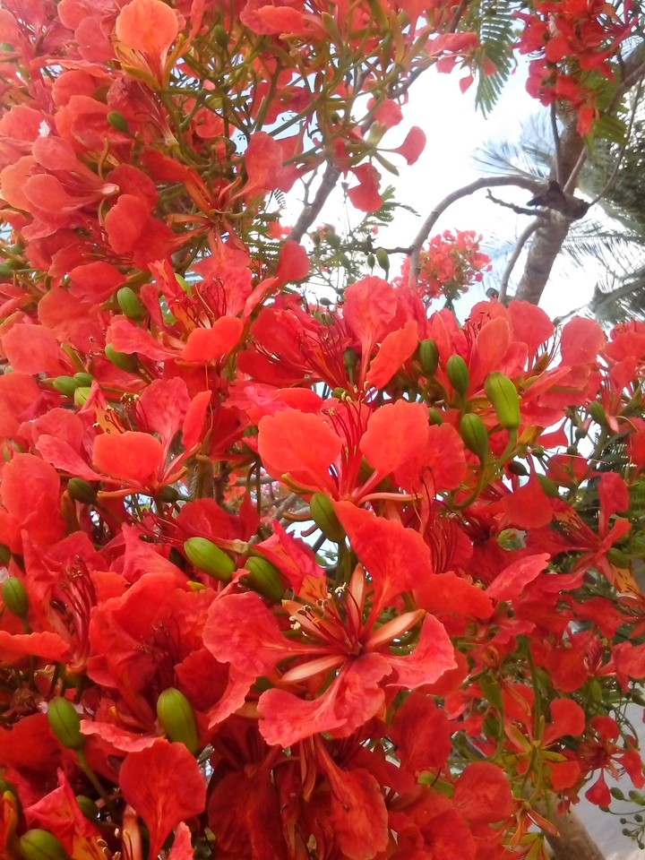 flores