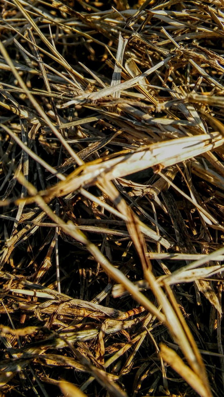dead grass