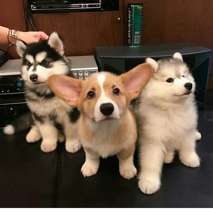 Собачки