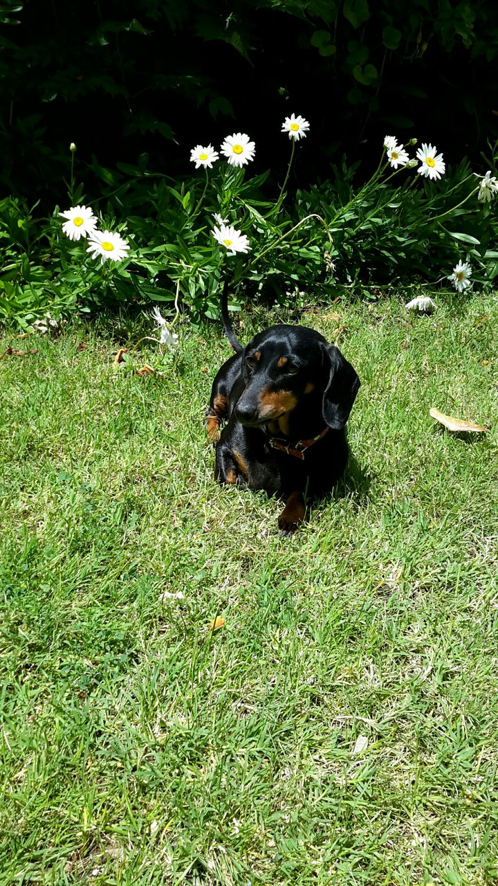 The grass