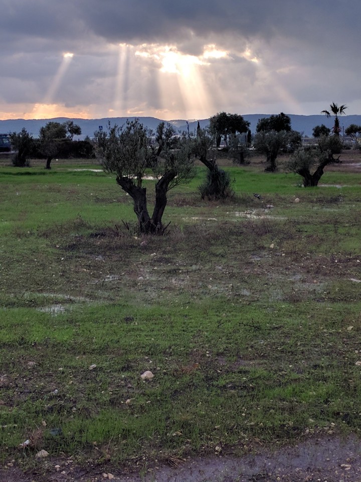 olive trees