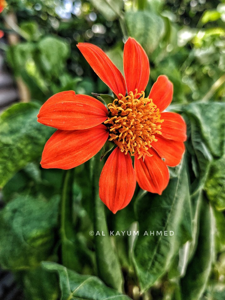 Flower