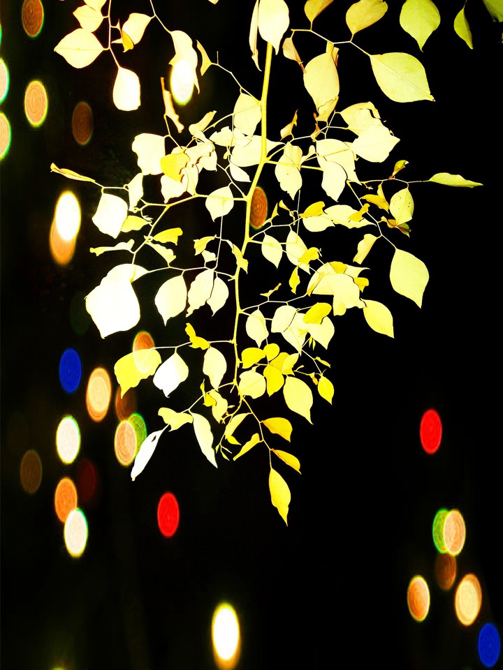 Branches Do Celebrate