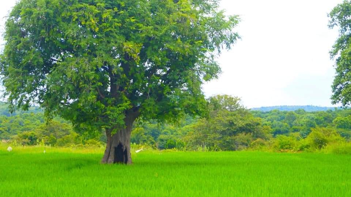 green land