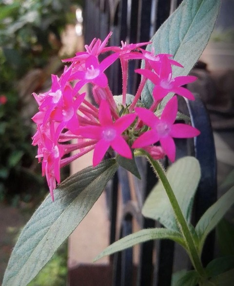 flower, pedicel duvar kağıtları