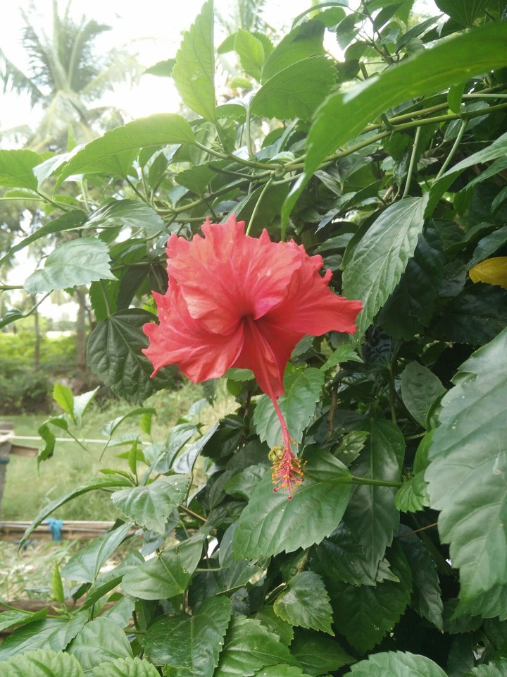 China rose