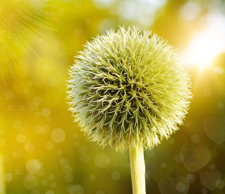 flower