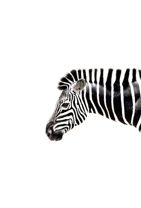 fonds d'écran product, zebra