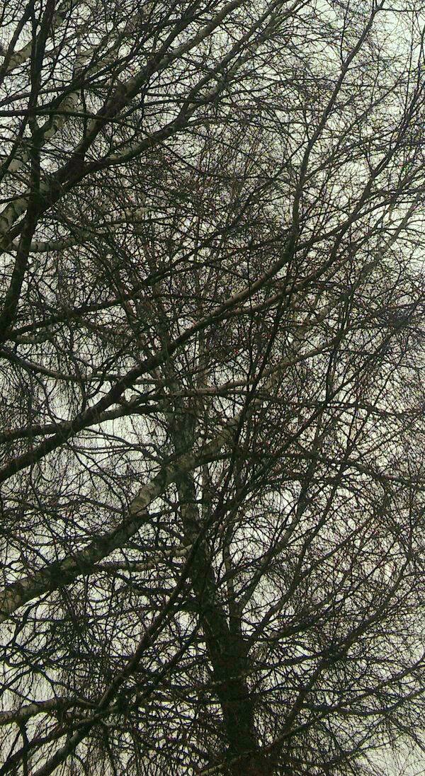 tree