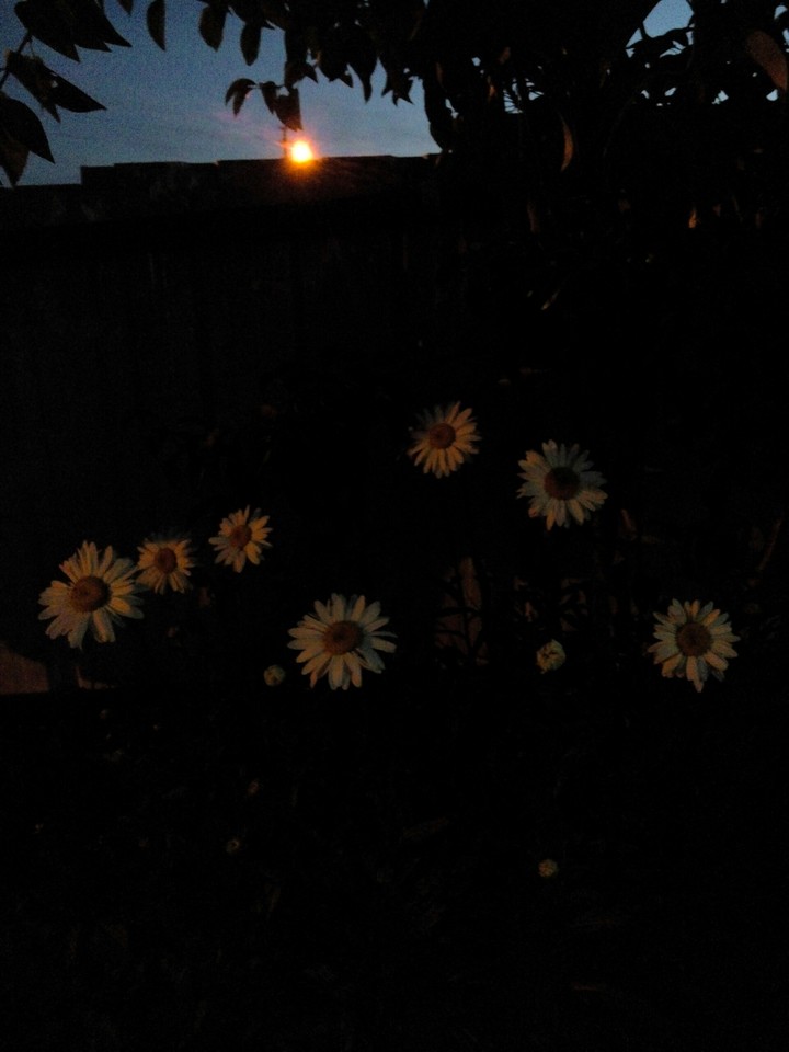 daisy