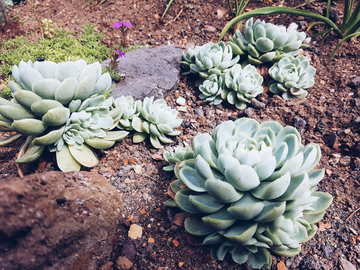 Cactus in nature