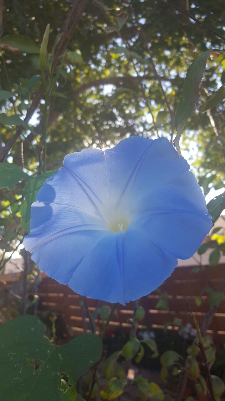 Blue flower