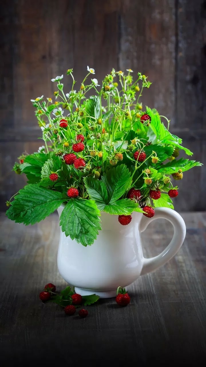 potted plant