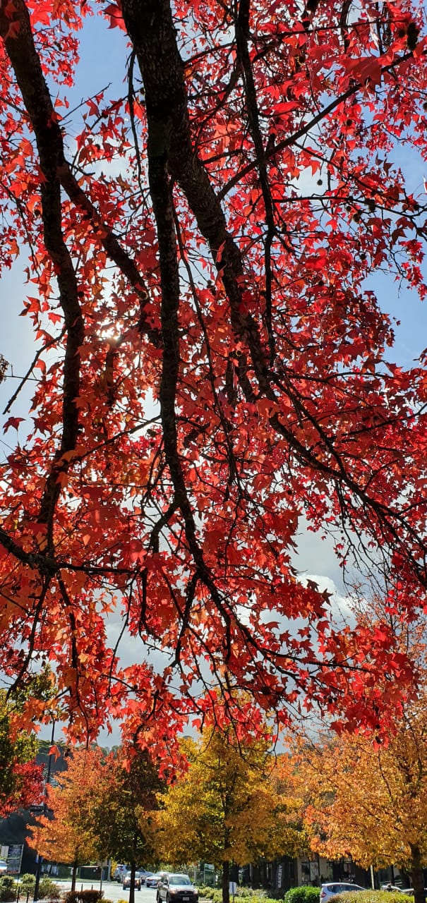 autumn leaves