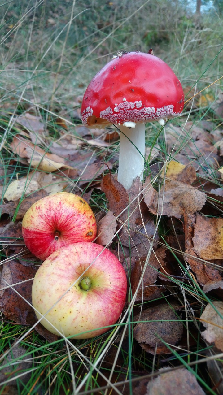 Autumn mood