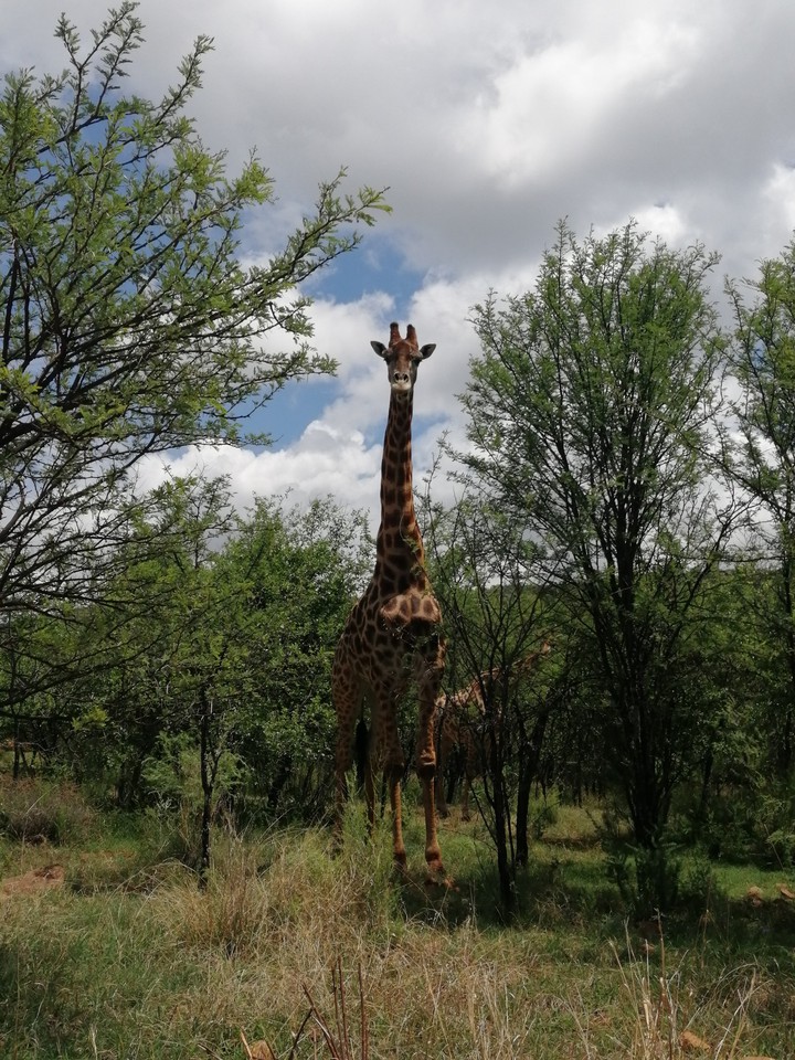 Giraffe