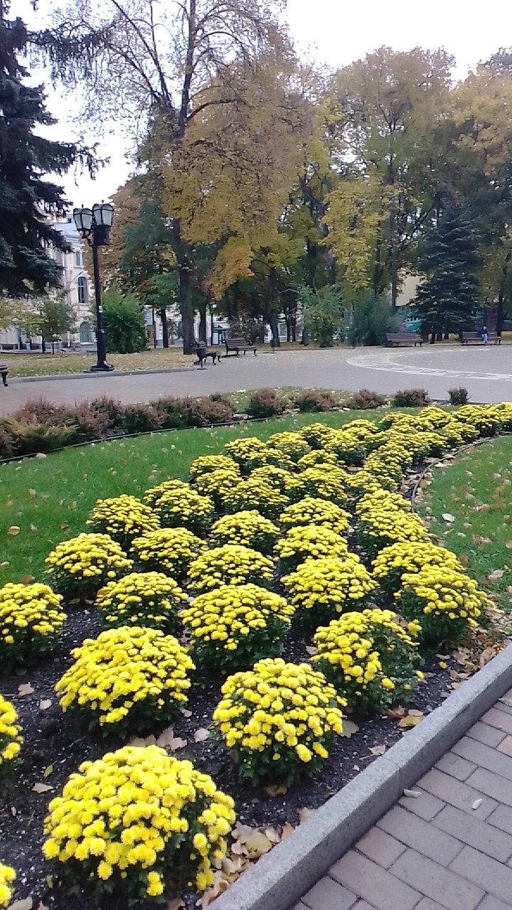 клумба осенью